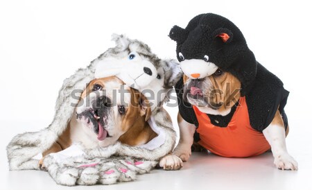 dog pirate Stock photo © willeecole