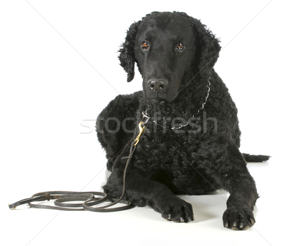 Gekruld retriever leder riem geïsoleerd witte Stockfoto © willeecole