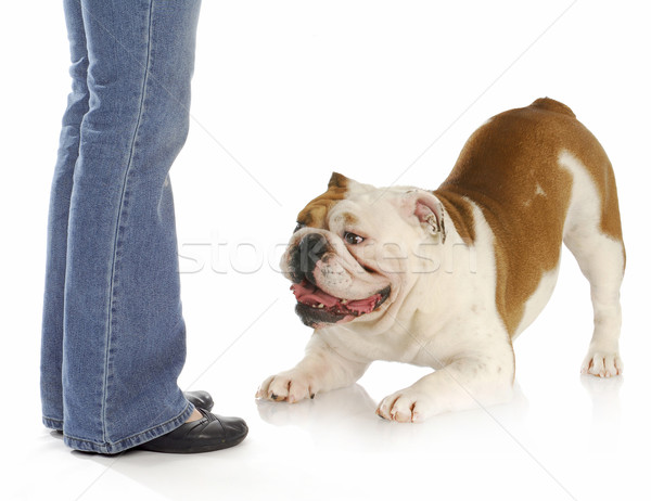 Stock photo: playful dog