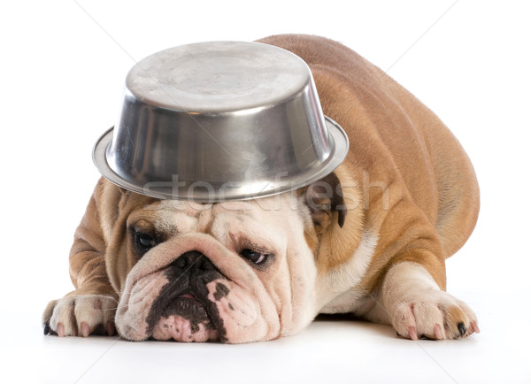 Foto stock: Hambriento · perro · Inglés · bulldog · tazón