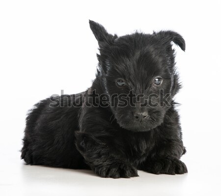 Cute chiot terrier séance blanche noir [[stock_photo]] © willeecole