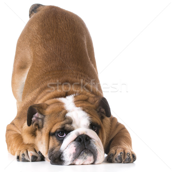 Perro bulldog cachorro bum hasta aire Foto stock © willeecole