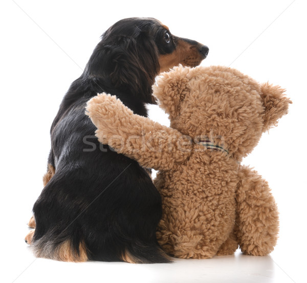 Beste vriend hond vergadering teddybeer arm rond Stockfoto © willeecole