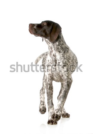 dog walking Stock photo © willeecole