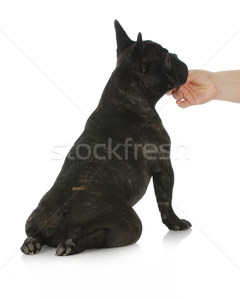 hand holding dog Stock photo © willeecole