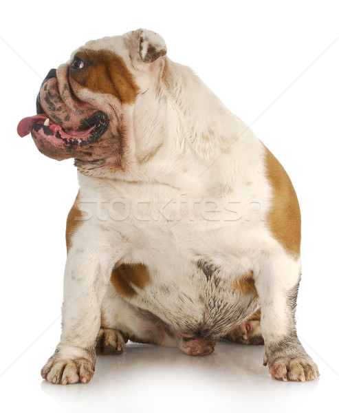 Sáros kutya koszos angol bulldog néz Stock fotó © willeecole