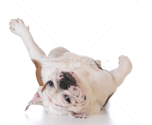 itchy dog Stock photo © willeecole