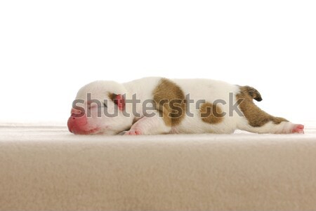Stock photo: newborn puppy