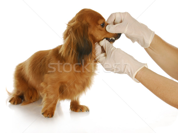 veterinary care Stock photo © willeecole