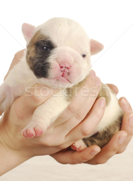 Stockfoto: Pasgeboren · puppy · Engels · bulldog · hand · dier