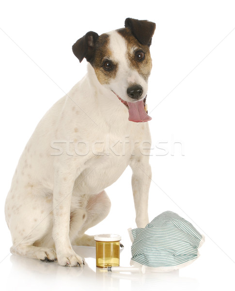 állatorvosi törődés terrier ül orvosi készletek boldog Stock fotó © willeecole