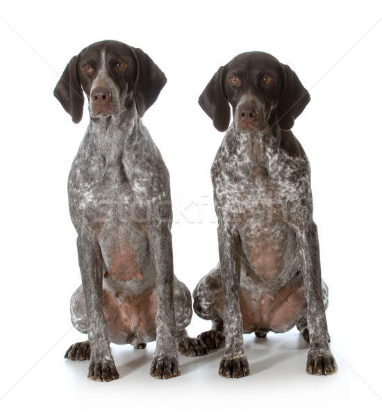 german shorthaired pointers Stock photo © willeecole
