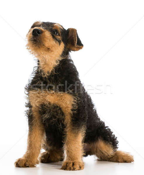 cute puppy Stock photo © willeecole