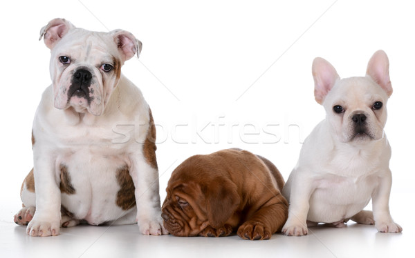 Tres cachorros Inglés bulldog francés Foto stock © willeecole