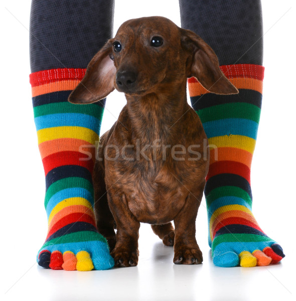 Stock fotó: Kutya · tulajdonos · ül · aranyos · tacskó · kutyakölyök