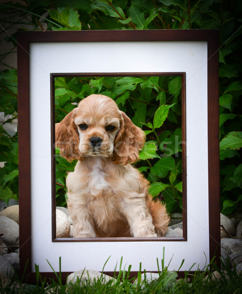 picture perfect puppy Stock photo © willeecole