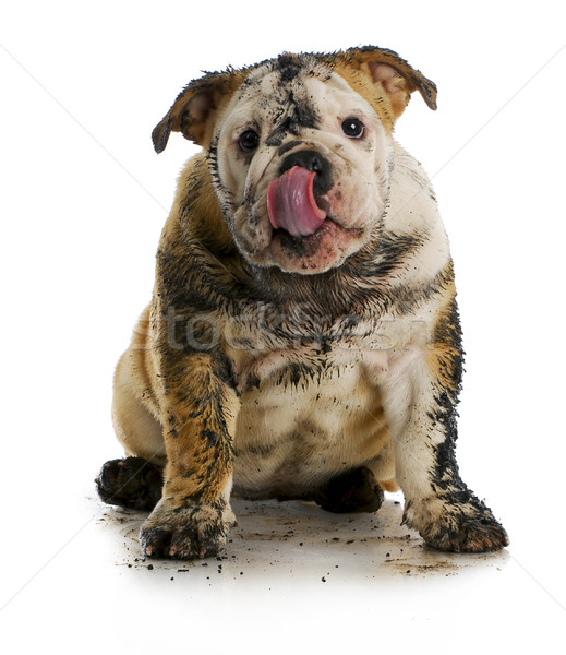 Brudne psa błotnisty angielski bulldog posiedzenia Zdjęcia stock © willeecole