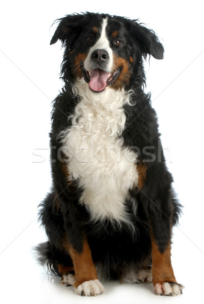 bernese mountain dog Stock photo © willeecole