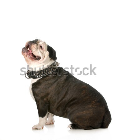 happy dog Stock photo © willeecole