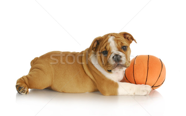 puppy playing Stock photo © willeecole