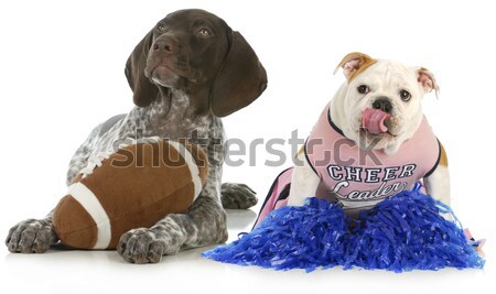 Foto stock: Cão · inglês · buldogue · azul · camisas