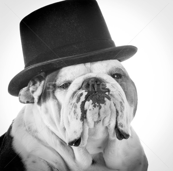 formal dog Stock photo © willeecole