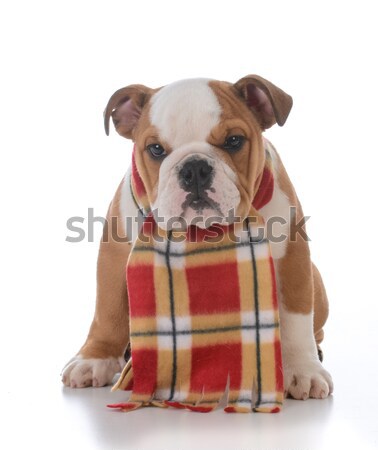 Cute cucciolo bulldog indossare shirt Foto d'archivio © willeecole