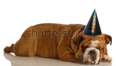 Cumpleanos perro cachorro sombrero Foto stock © willeecole
