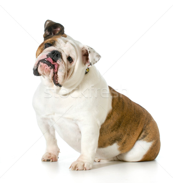 Engels bulldog vergadering dom geïsoleerd witte Stockfoto © willeecole