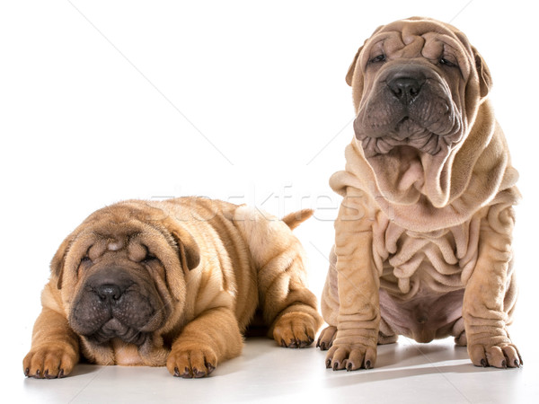 two chinese shar pei puppies Stock photo © willeecole