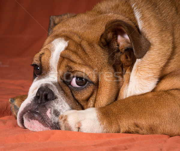 Anglais bulldog chiot regarder seuls [[stock_photo]] © willeecole