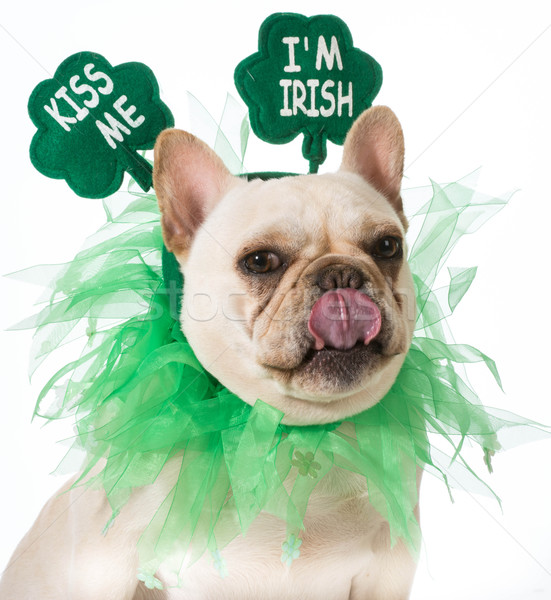 St Patricks Day dog Stock photo © willeecole