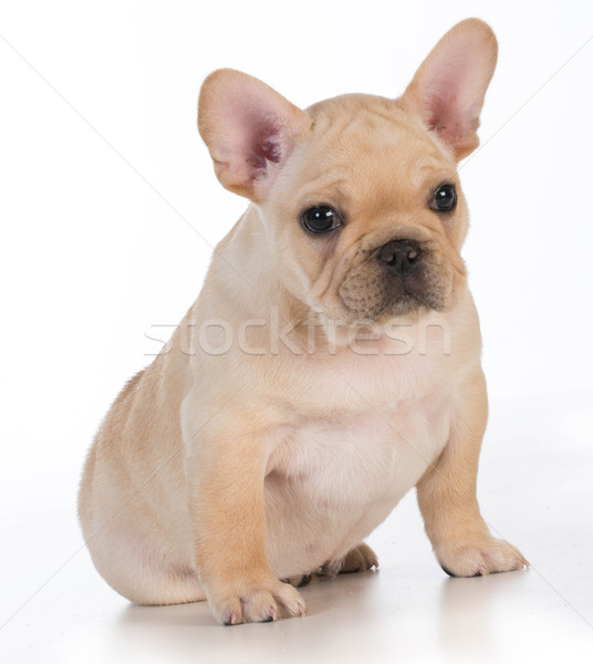 Cute chiot français bulldog séance regarder [[stock_photo]] © willeecole