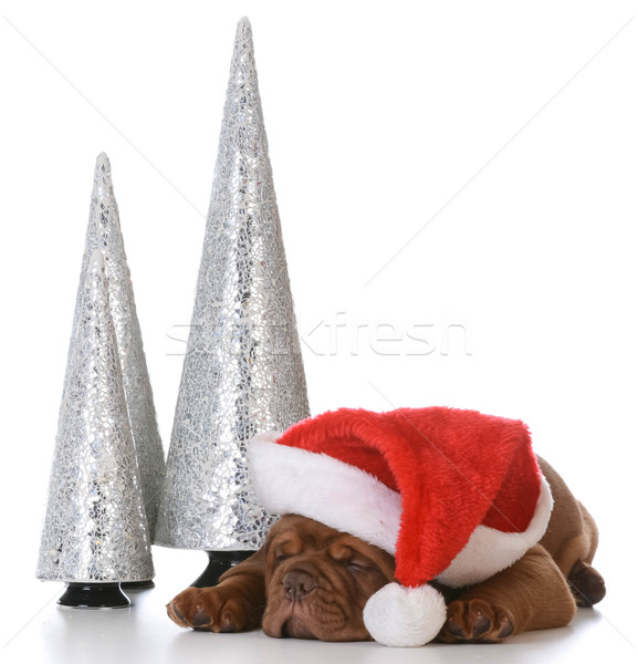 クリスマス 子犬 ボルドー 着用 サンタクロース 帽子 ストックフォト © willeecole
