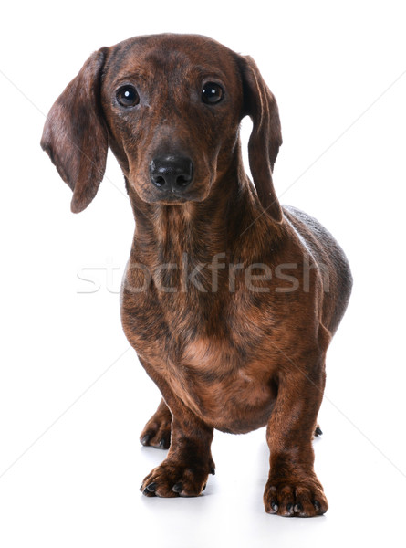 miniature smooth dachshund Stock photo © willeecole