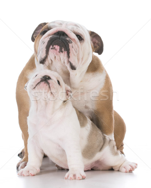 Bulldogge Mutter Tochter Englisch weiß Hund Stock foto © willeecole