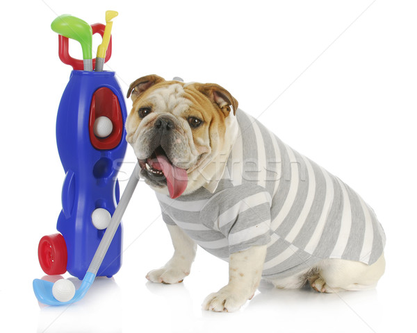 Bulldog golfista perro Inglés jugando golf Foto stock © willeecole