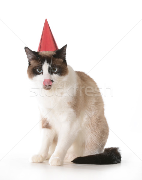 cat birthday Stock photo © willeecole