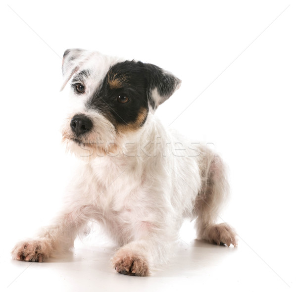 Terrier retrato blanco estudio mascota Foto stock © willeecole