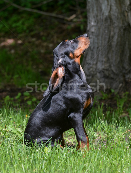 coonhound puppy Stock photo © willeecole