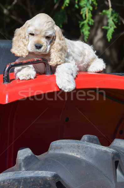 Fazenda cão cachorro pára-lama trator Foto stock © willeecole