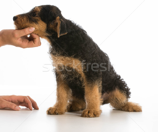 woman holding puppy Stock photo © willeecole