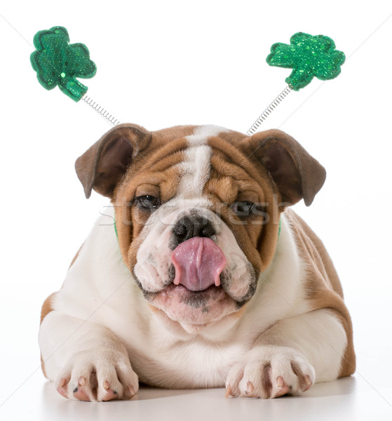 Stock foto: St · Patricks · Day · Hund · Englisch · Bulldogge · tragen · grünen