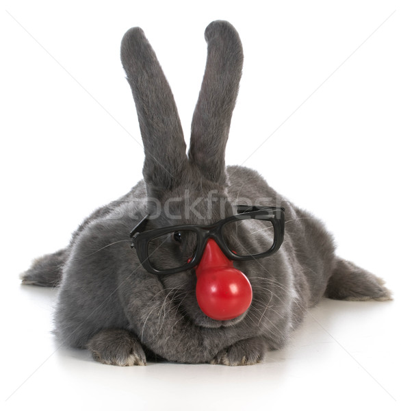 funny bunny Stock photo © willeecole