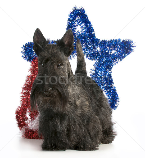 scottish terrier Stock photo © willeecole