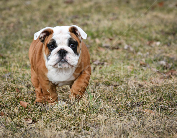 puppy outside running Stock photo © willeecole