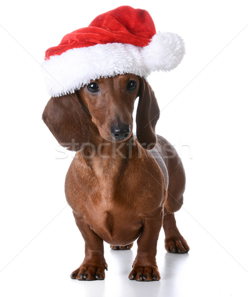 Stock photo: christmas puppy