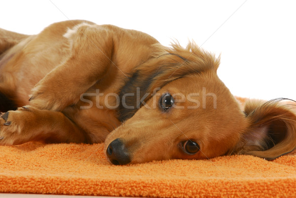 miniature dachshund Stock photo © willeecole