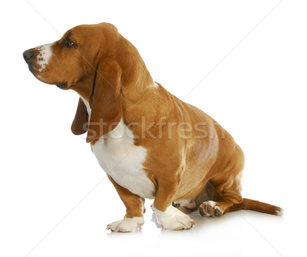 basset hound Stock photo © willeecole