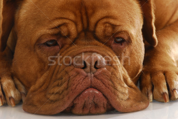 dogue de bordeaux Stock photo © willeecole
